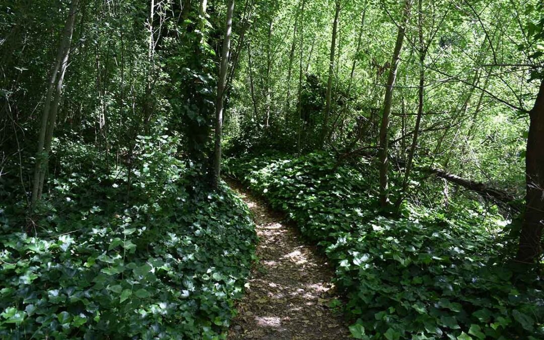 Sendero Claroscuro – Base Cerro Bahía Blanca – PPET